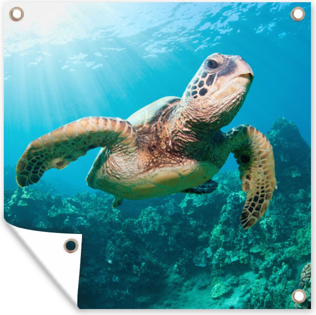 MuchoWow 100x100 cm Outdoor-Poster Gartendeko Sichtschutz Garten Poster für den Garten Schwimmende Schildkröte Fotodruck