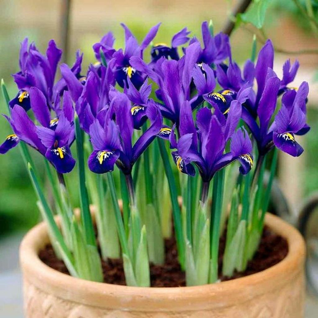 Iris Rhizom Staude Iris hollandica Holländische Produktbild 