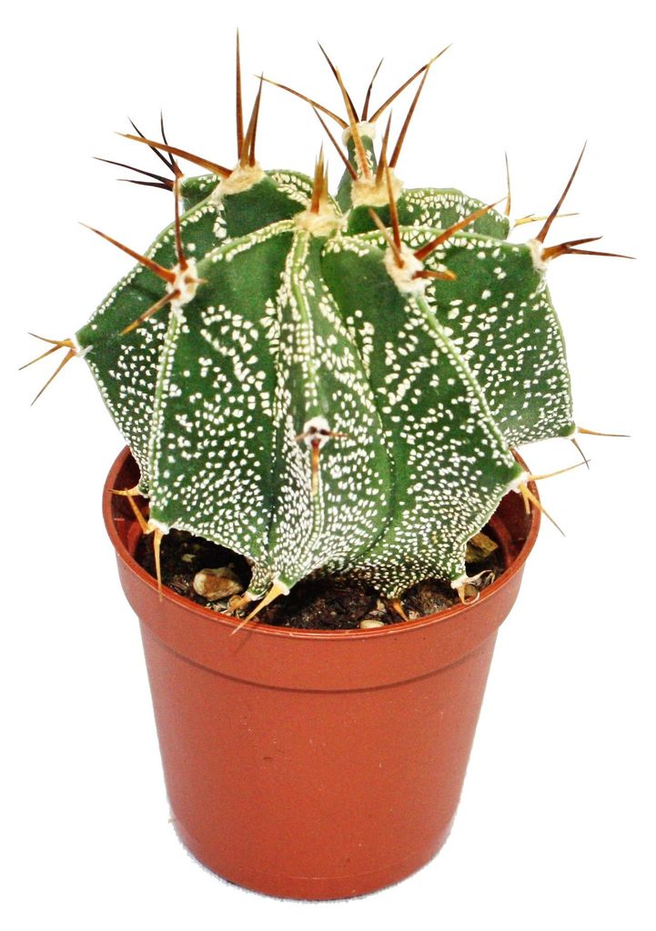 Astrophytum ornatum – biskupská čepice – květináč 8,5 cm Obrázek produktu 