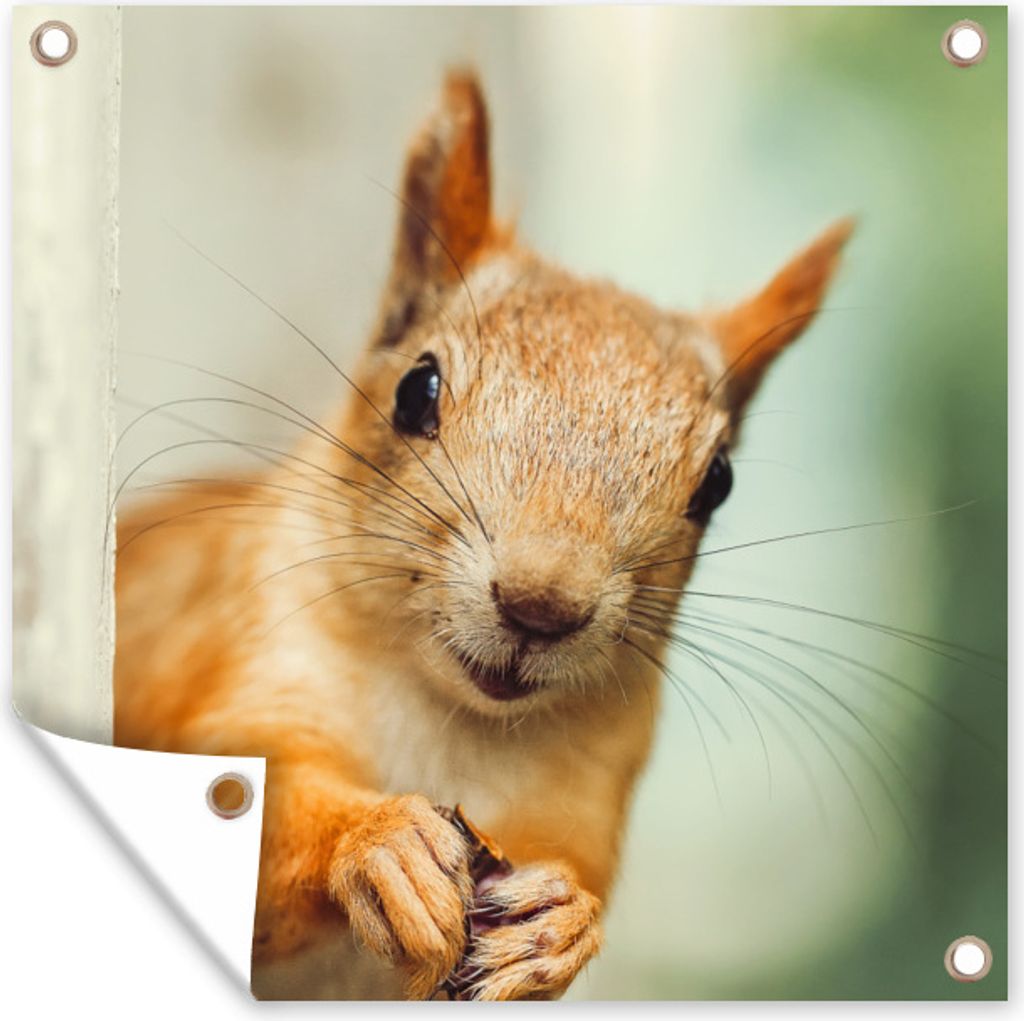MuchoWow 100x100 cm Outdoor-Poster Gartendeko Sichtschutz Garten Poster für den Garten Eichhörnchen - Lustig - Nuss - Kinder - Jungen - Mädch...