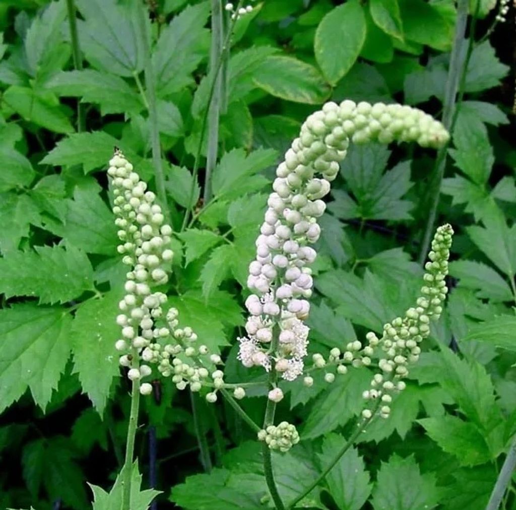 6 x Christophskraut - Actaea racemosa  | Topf 9cm x 9cm Produktbild 