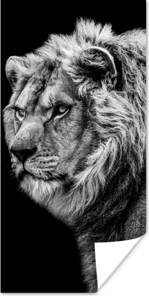 MuchoWow Poster Löwe - Porträt - Wildtiere - Schwarz - Weiß 75x150 cm - Dekoration für die Wände
