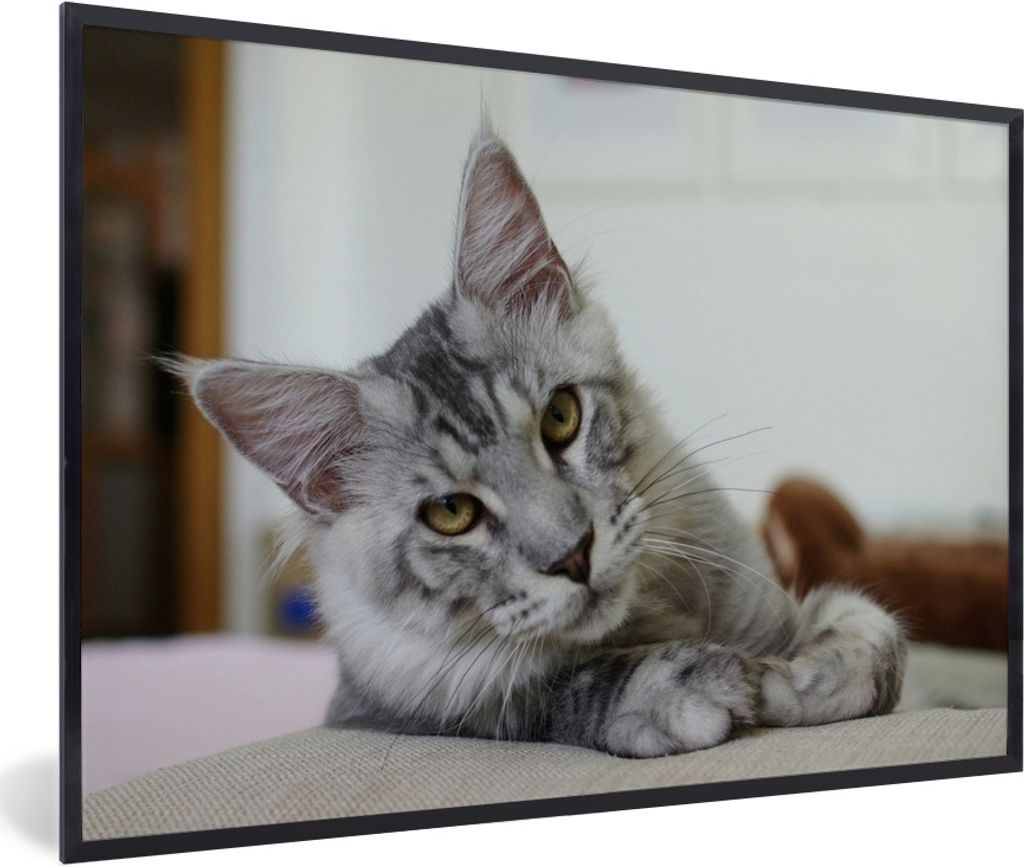 MuchoWow Gerahmtes Poster Eine liegende graue Maine Coon Katze 90x60 cm - Poster mit Schwarzem Bilderrahmen Wandposter Rahmen Foto Bilder - Fotor...