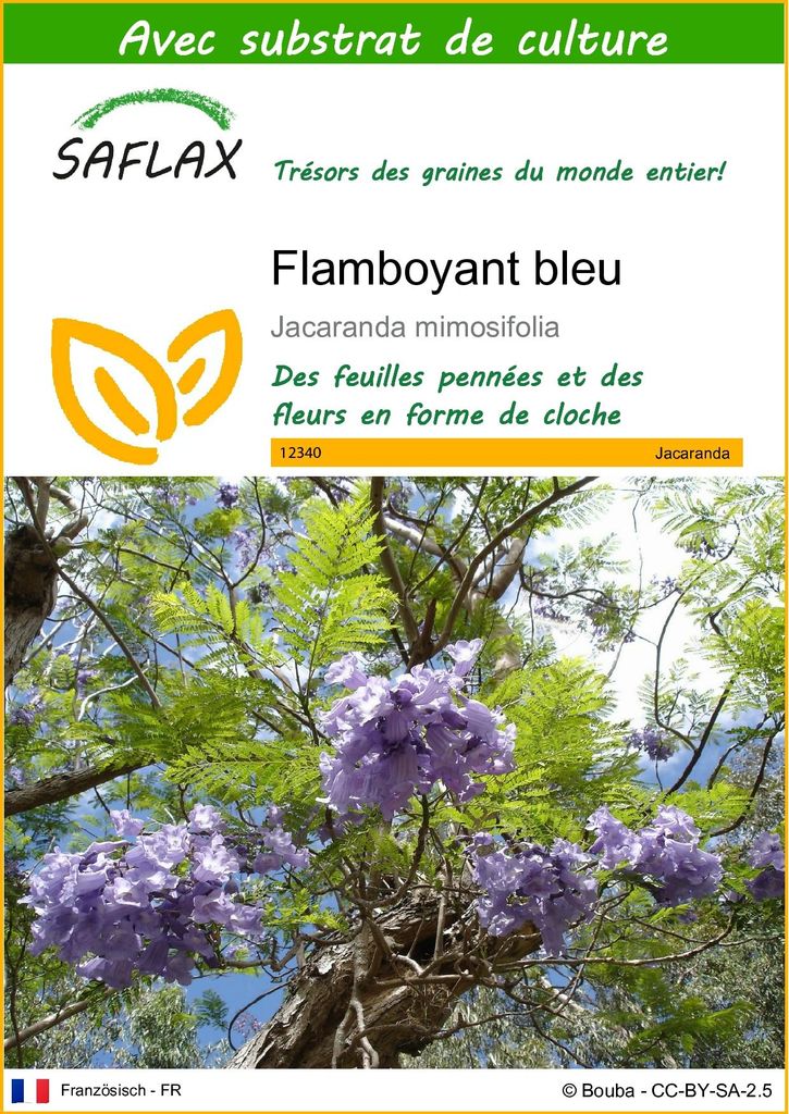 SAFLAX  - Flamboyant bleu - 50 graines - Avec substrat - Image du produit 