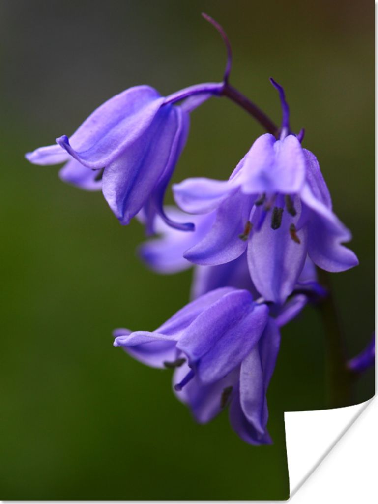 MuchoWow Poster Lila Sternhyazinthen vor dunkelgrünem Hintergrund 120x160 cm - Wandbilder
