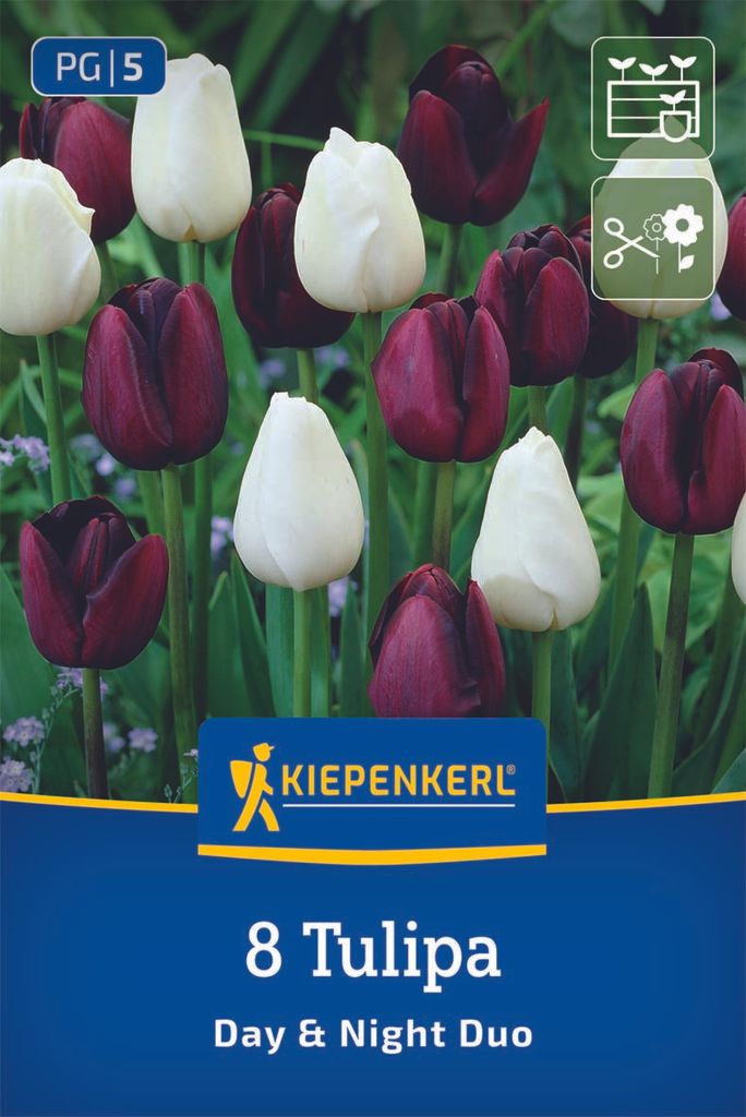 Kiepenkerl Tulpen Mix Day & Night Tulipa hybrids 8 Zwiebeln Produktbild 