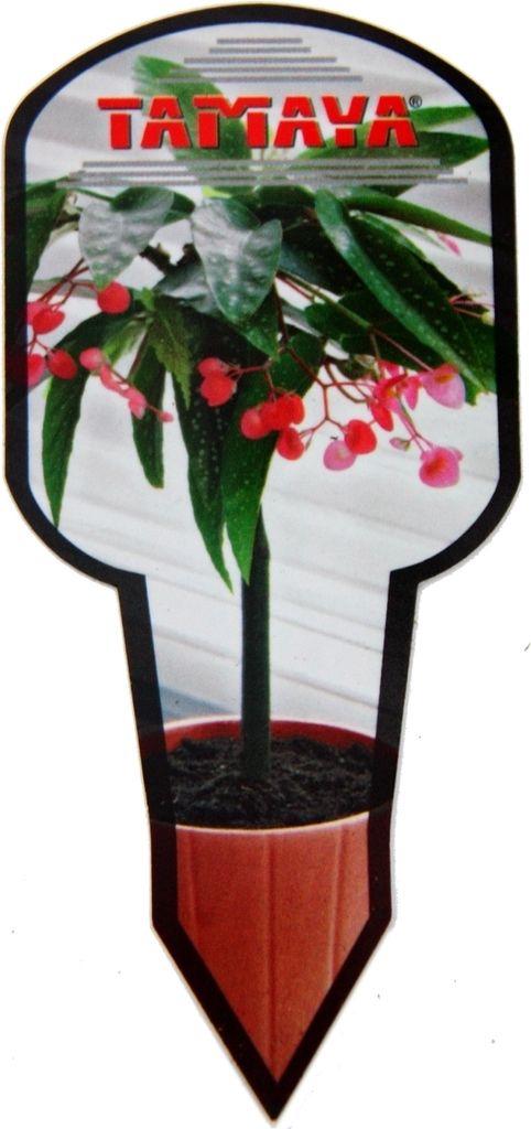 Tamaya-Begonie - Begonia albopicta - Begonien-Stämmchen - Produktbild 3