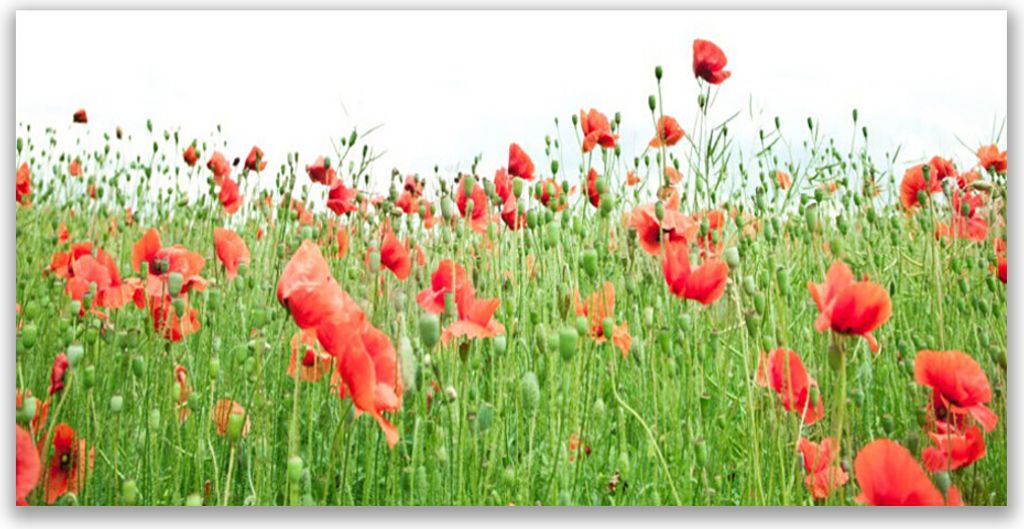 Küchenrückwand aus Glas 140x70cm Spritzschutz Mohnblumen Natur