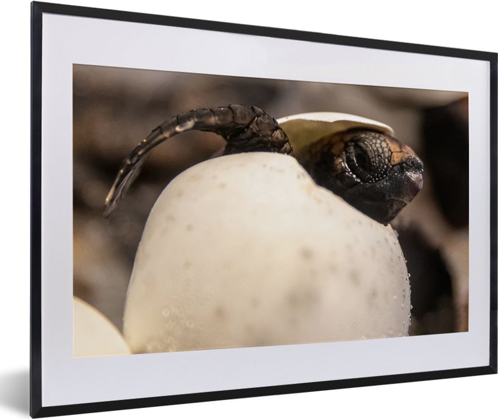 MuchoWow MuchoWow Gerahmtes Poster Schildkröte - Baby - Ei 60x40 cm - Poster mit zchwarzem Bilderrahmen - Schlafzimmer - Plakat in Rahmen - Dr...