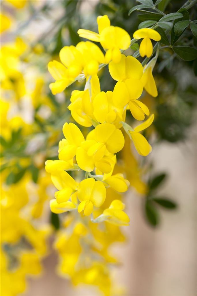 Cytisus scoparius 'Gelber Funke', Besenginster, gelb, 30–40 cm