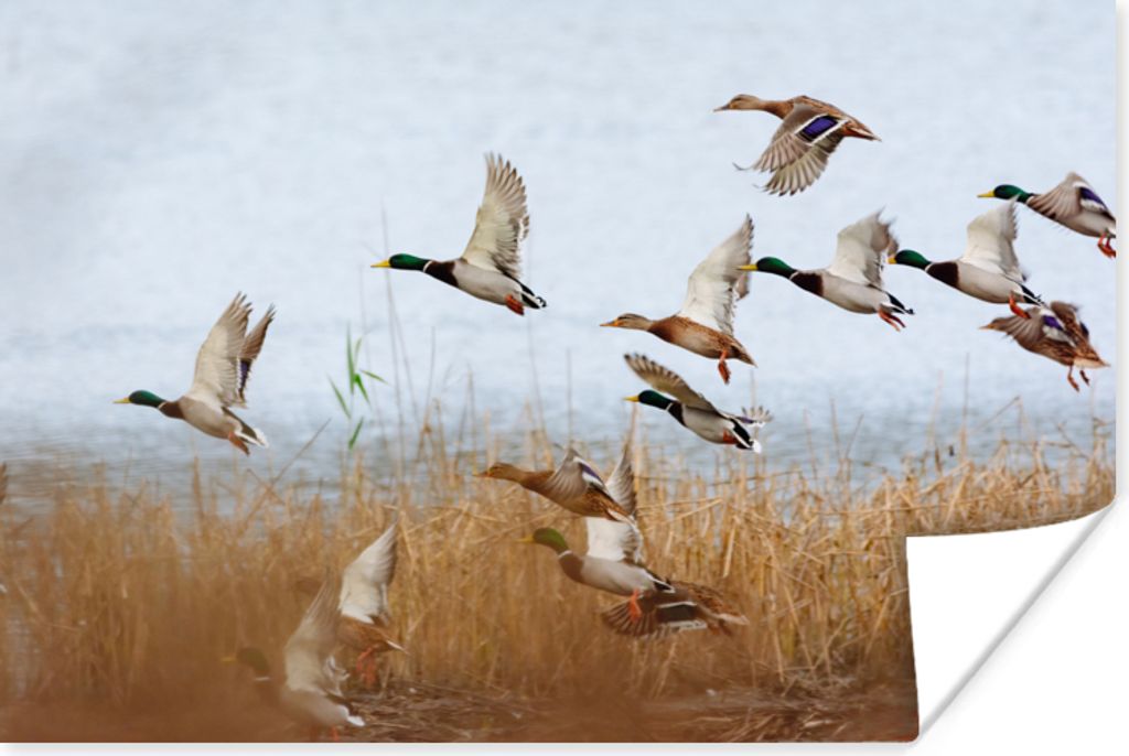 MuchoWow Poster Ente - Vogel - Schilf - Wasser - Enten 90x60 cm - Schlafzimmer