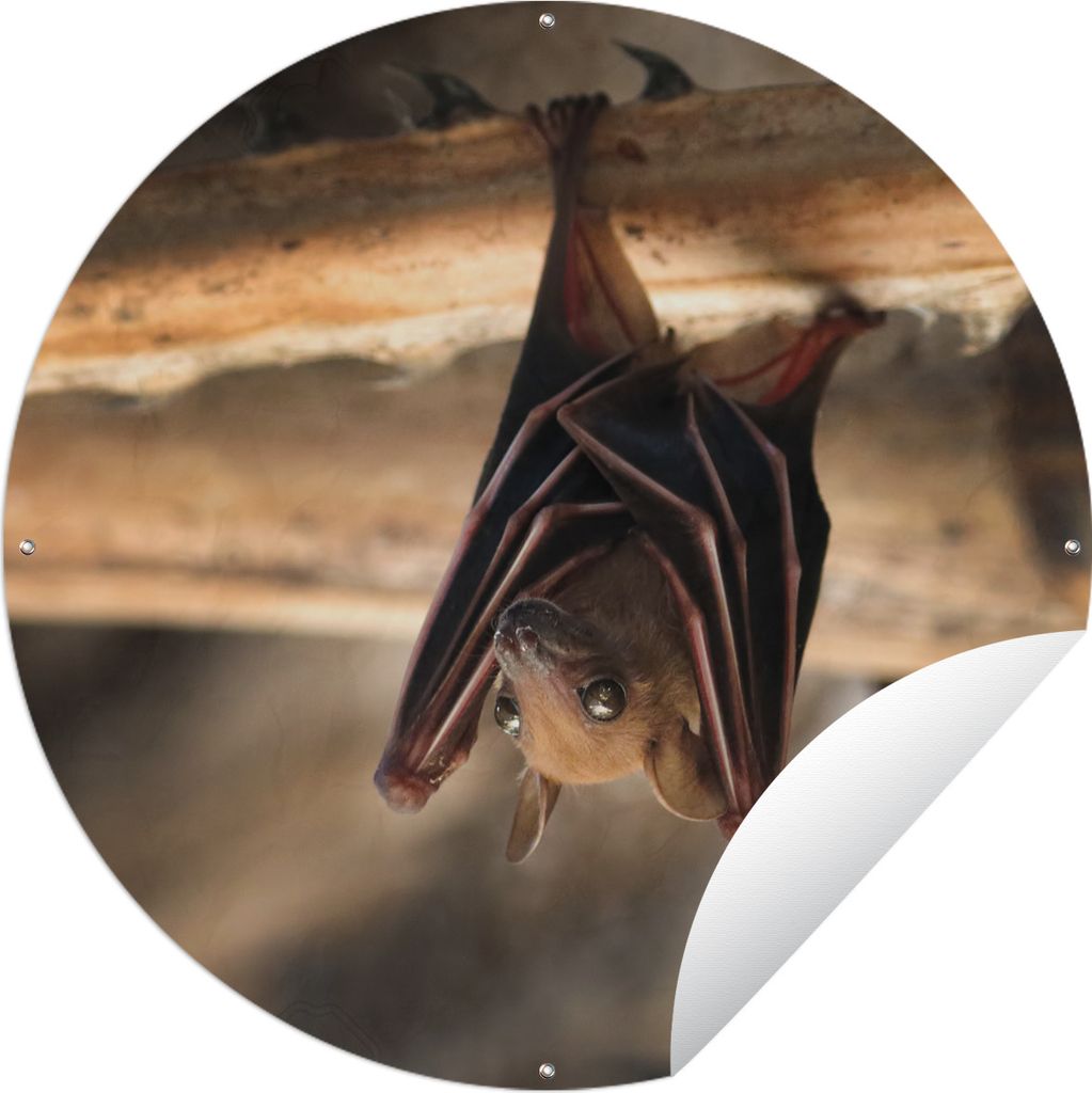 MuchoWow Gartenposter Outdoor-Poster Rund Baby - Fledermaus - Holz Ø 90 cm Gartendeko Rundes Poster draußen