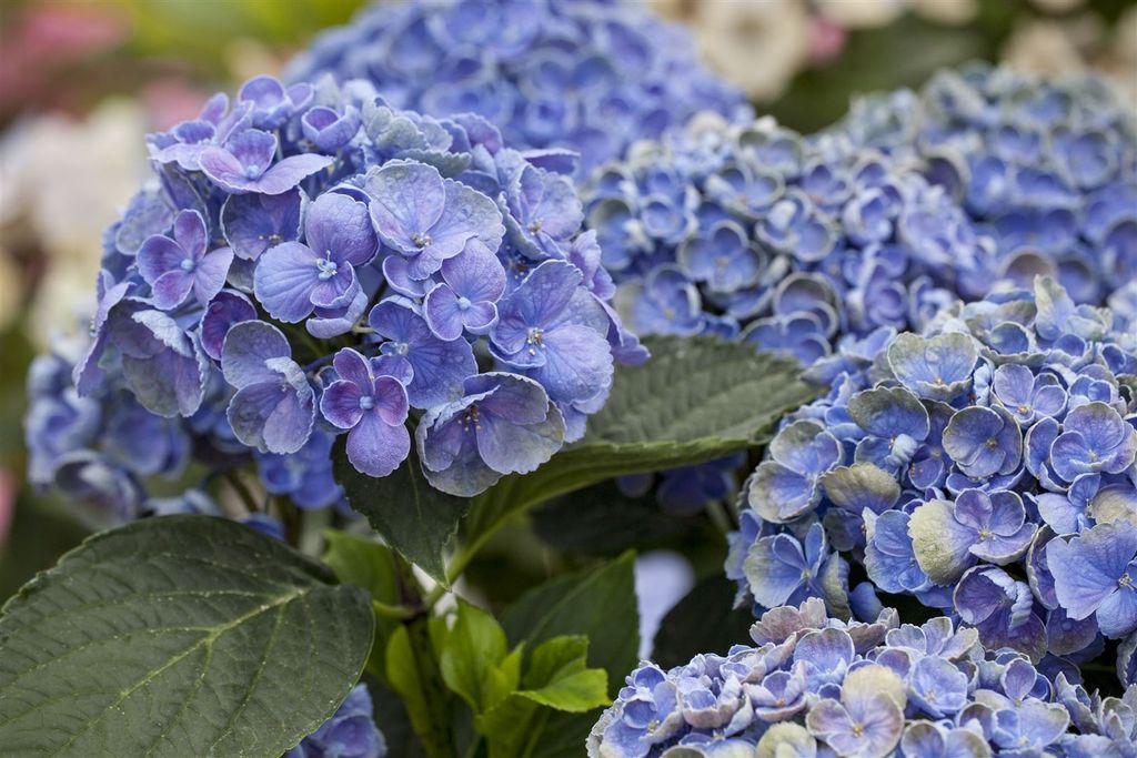Hydrangea macrophylla 'Hovaria Hopcorn', Hortensie, 30–40 cm
