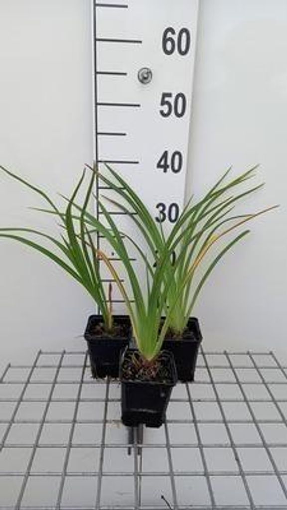 6 x Hemerocallis hybr. 'El desperado' - taglilie - Topf 9 x 9 cm