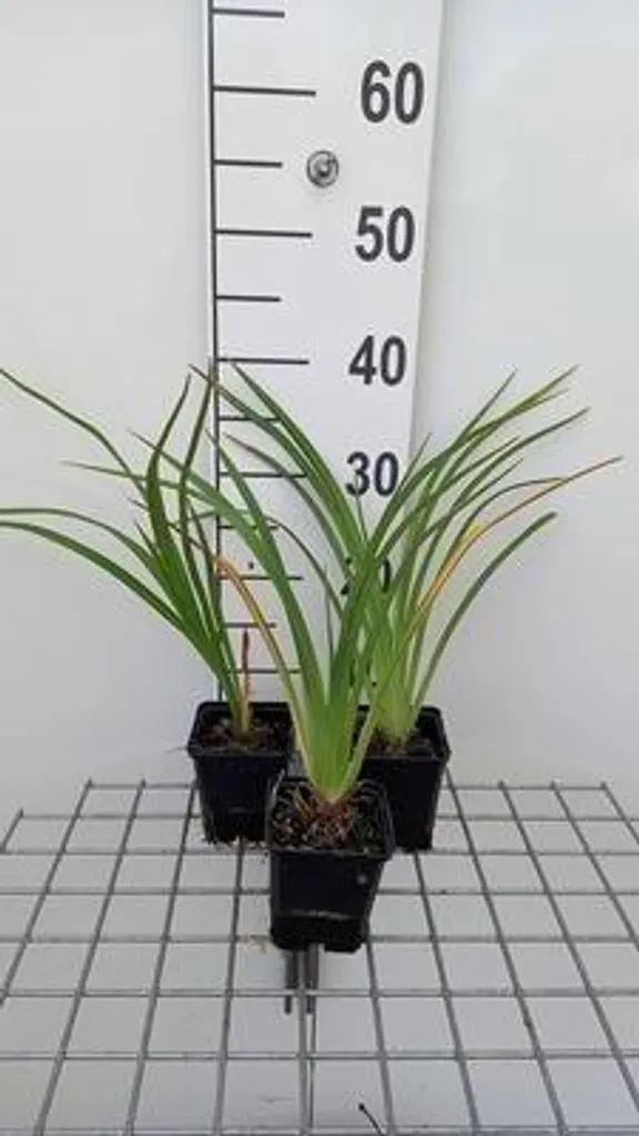Hemerocallis El Desperado lot de 6 plantes vivaces en pots de 9cm