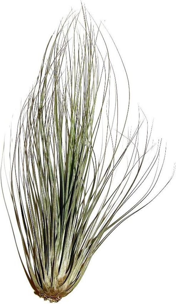 3 Stück Tillandsia filifolia, Tillandsien für Terrarien, Aufsitzerpflanzen