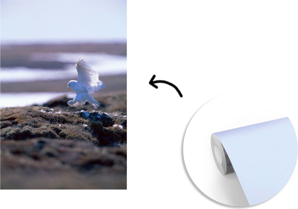 MuchoWow Fototapete für Wohnzimmer oder Schlafzimmer Wandtapete Vinyl Motivtapete Schneeeule landet am Strand - 150x220 cm - Wandbilder
