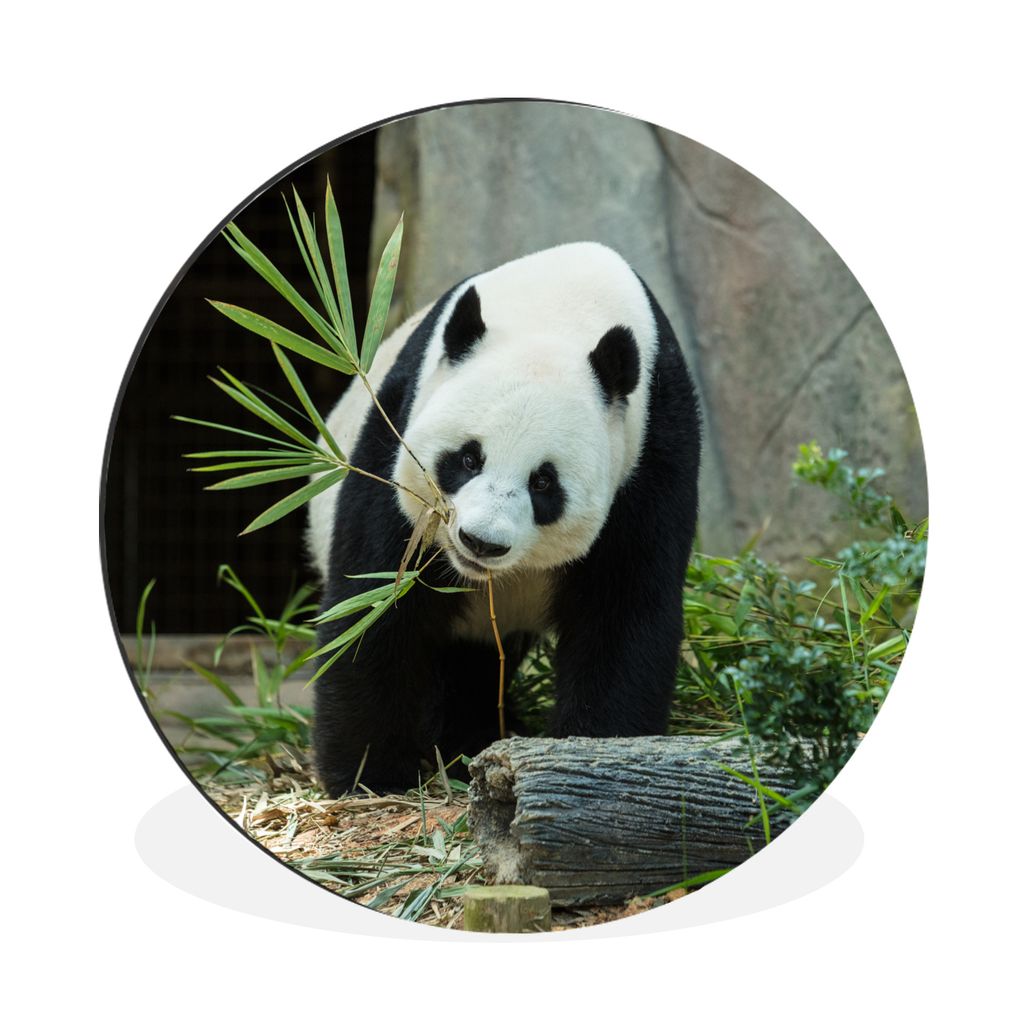 MuchoWow Aluminium Wandkreis Panda - Baumstamm - Höhle Ø 30 cm Wanddeko Modern Wohnzimmer - Wand Bild - Wohnzimmer - Runde Bilder - Alubilder -...