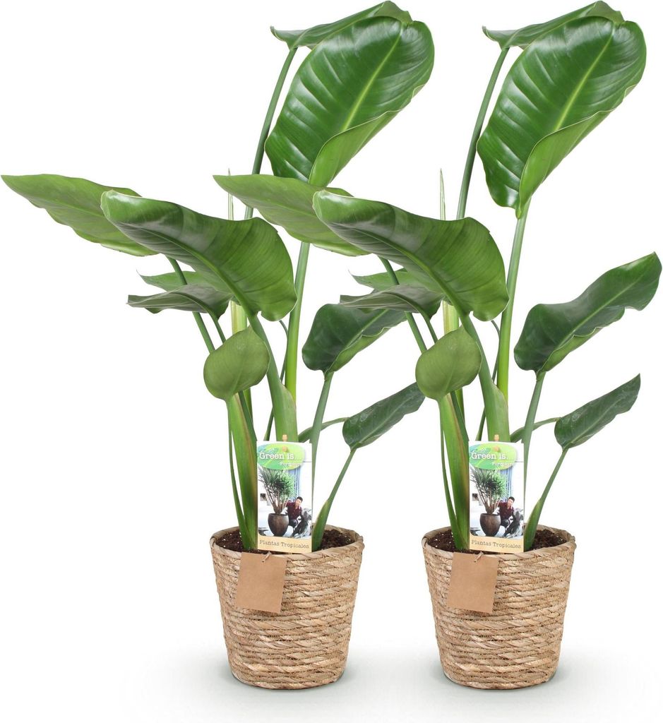 Strelitzia Nicolai – Paradiesvogelblume – 2 Pflanzen – 70–90cm – 17cm – Tropische Zimmerpflanze mit großen grünen Blättern – Pfleg...