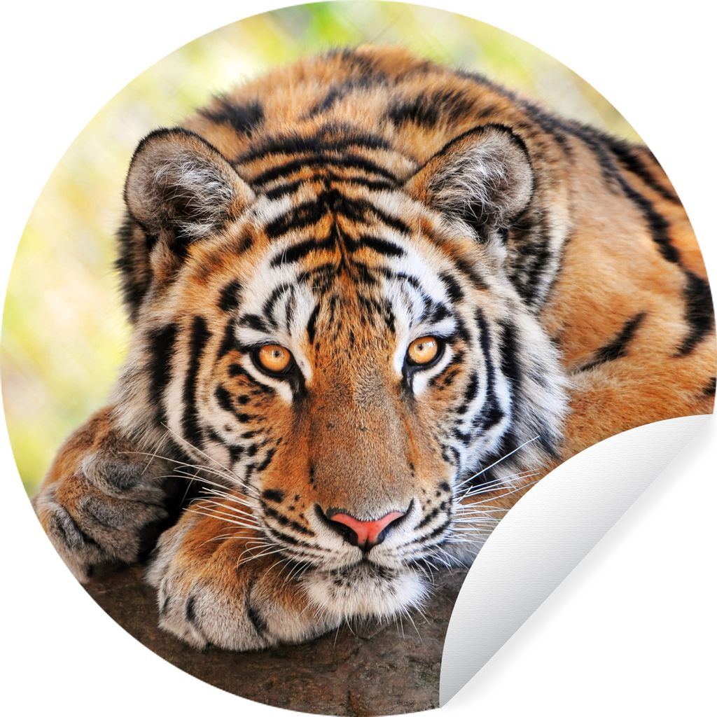 MuchoWow Runde Wandtattoo - Wandsticker Tapete Aufkleber Tiger - Welpe - Rüssel Ø 80 cm Selbstklebend und Repositionierbar - Wandaufkleber - Kr...