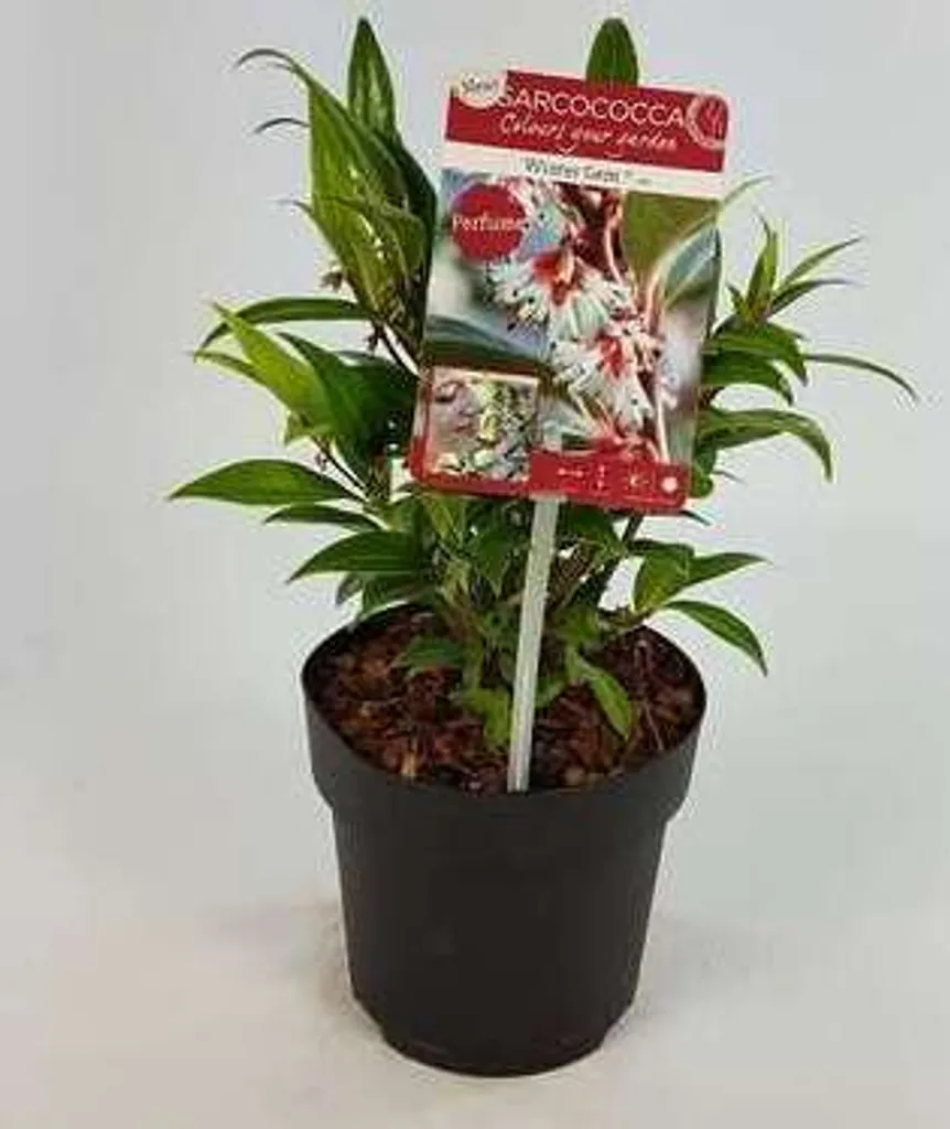 Sarcococca Winter Gem 20-25 cm arbuste idéal balcon et terrasse ombre