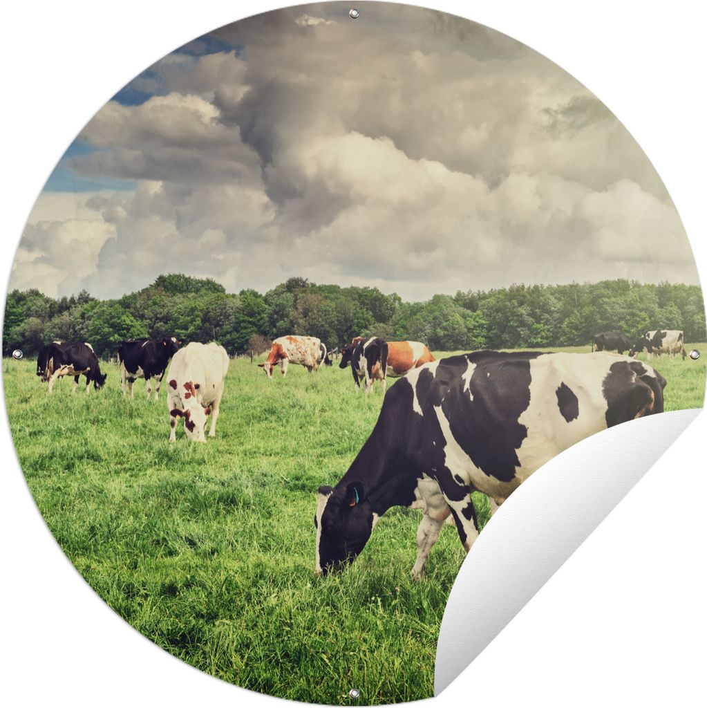 MuchoWow Gartenposter Outdoor-Poster Rund Kühe - Weide - Natur - Tiere - Landschaft Ø 150 cm Gartendeko Rundes Poster draußen