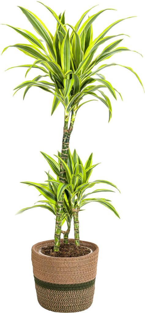 Dracaena Deremensis Lemon Lime mit Korb – Höhe 90–110cm Ø21cm – Tropische Zimmerpflanze mit zweifarbigem Blattwerk – Pflegeleicht & luftr...