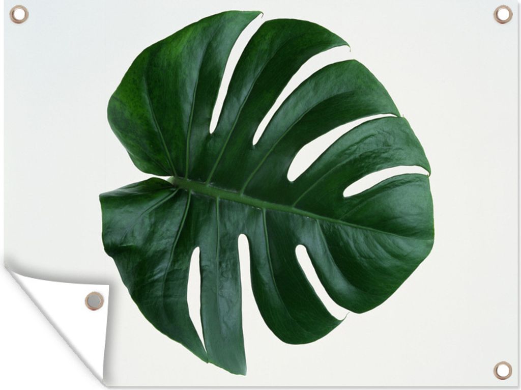 MuchoWow 40x30 cm Outdoor-Poster Gartendeko Sichtschutz Garten Poster für den Garten Monsterblatt auf weißem Hintergrund