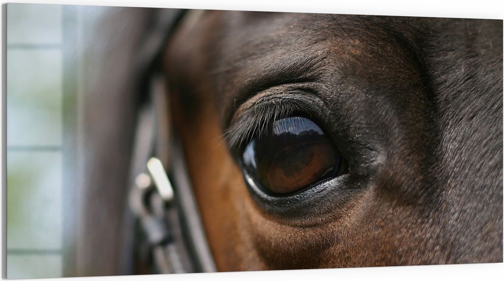 DEQORI Magnettafel Glas 100x50 cm 'Blick der Verbundenheit' beschreibbar Whiteboard Küche