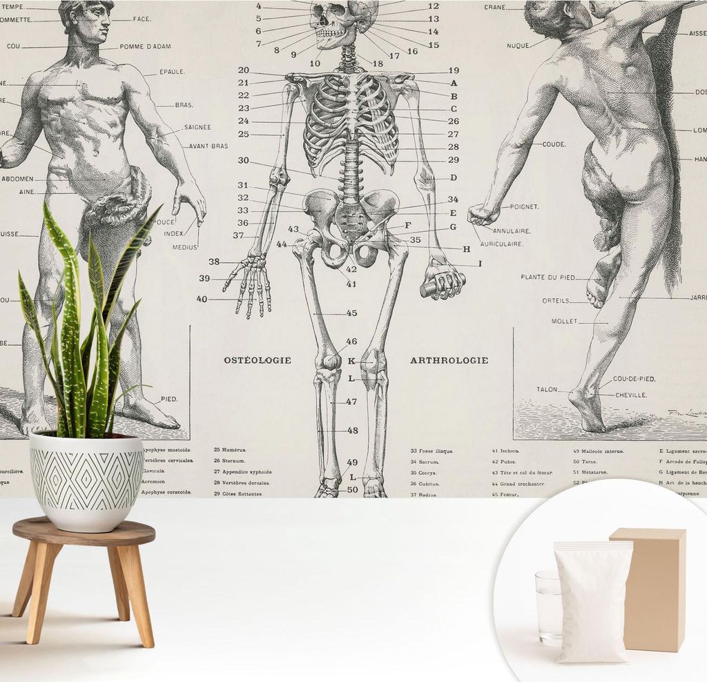 Fototapete - 208x146 cm - Tapete - Wandtapete - Wandbilder - Dekofolie - Tapete Folie - Wand - Dekoration - Wohnzimmer - Klassische Anatomie