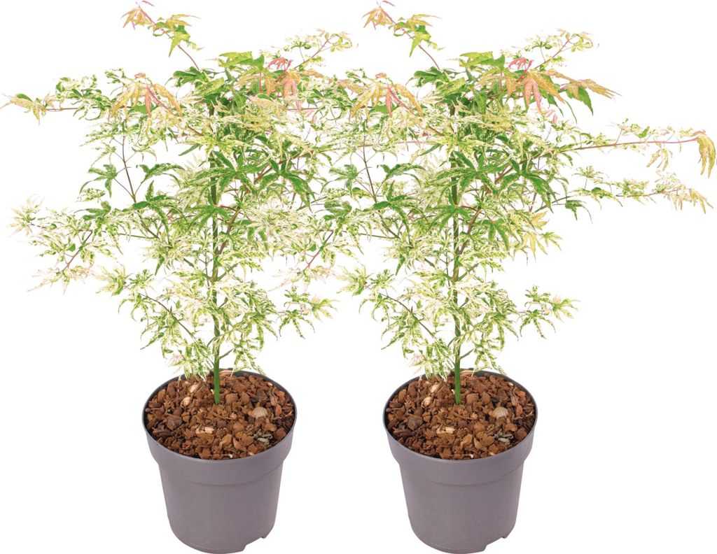 Two potted Japanese maple trees with variegated leaves.