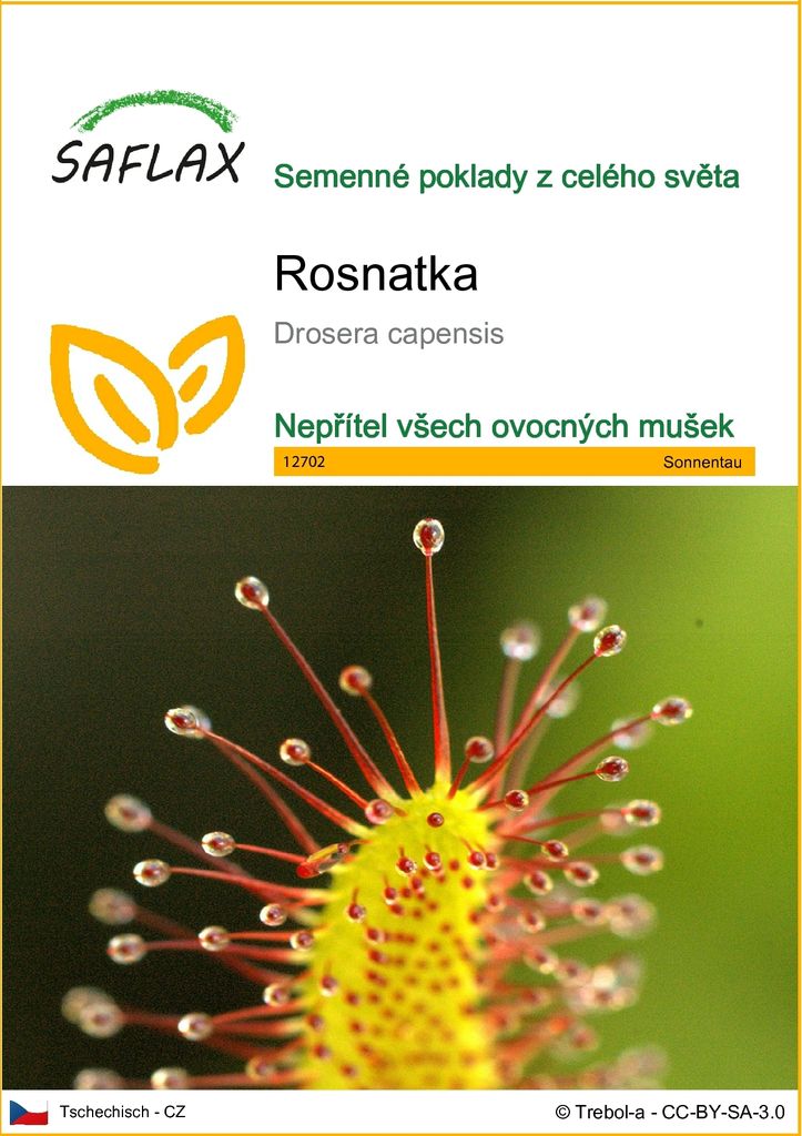 SAFLAX - rosnatka - Drosera capensis - 200 Semena Obrázek produktu 