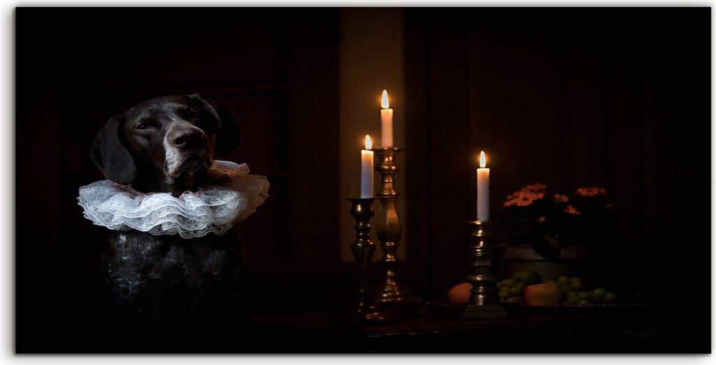 Coloray Spritzschutz aus Glas 100x50 Wandkunst Küchenrückwand Kunst Tiere Hund im Rembrandt Stil