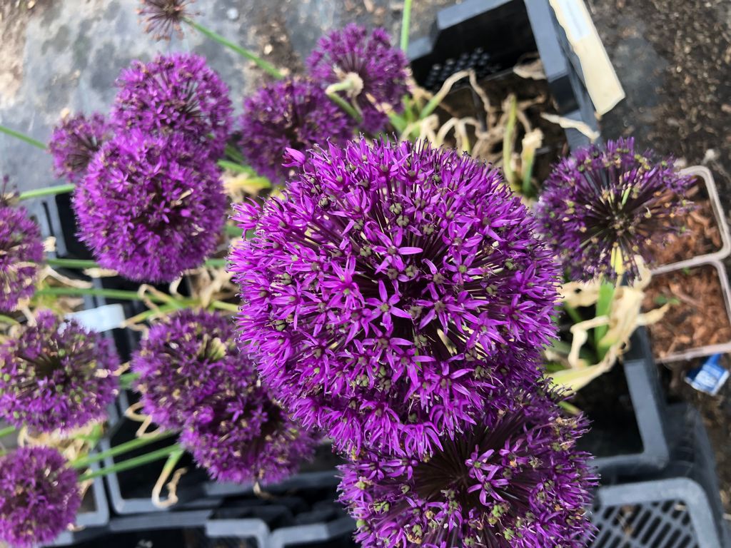 100 x Allium Purple Sensation - Zwiebeln - Frühblüher Blumenzwiebeln Winterhart