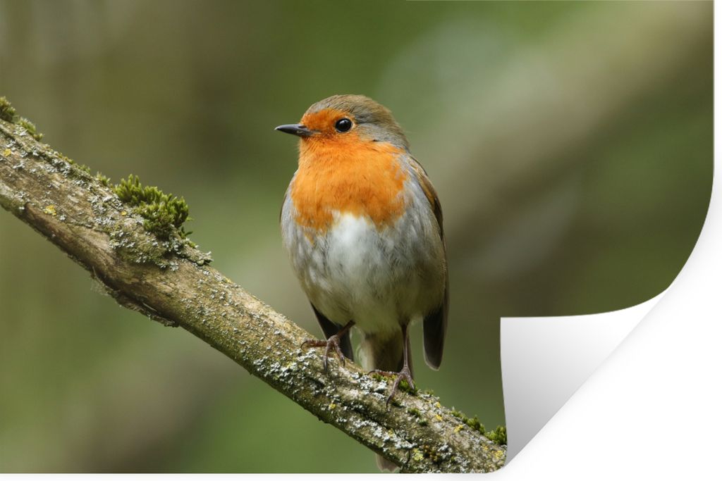 MuchoWow Wandtattoo Wandsticker Wandaufkleber Vogel - Rotkehlchen - Zweig - Pflanzen 90x60 cm Selbstklebend und Repositionierbar - Aufkleber
