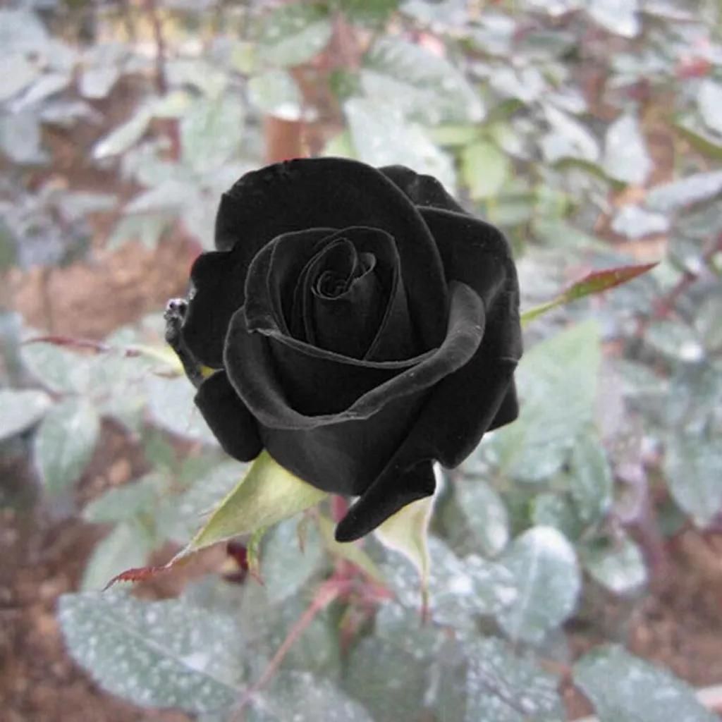 Blumensamen Rose Schwarz 100 Stück für die Aussaat im Produktbild 