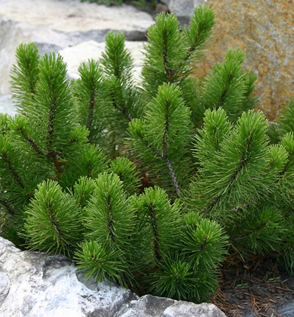 Bergkiefer ´MUGHUS´ 15-20 cm, Cont. 2,5 l Produktbild 