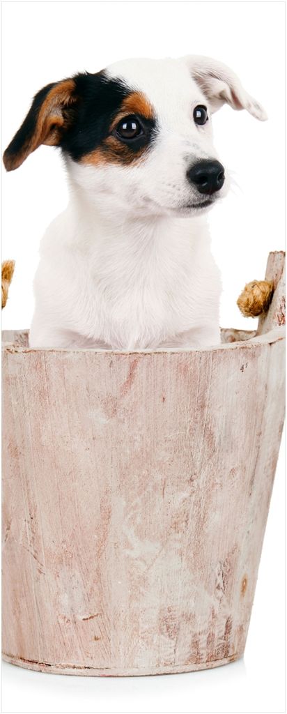 Wallario Wandbild aus Acryl, 200 x 80 cm, freischwebende Optik - Hunde-Welpe Jack Russel Terrier in einem Holzeimer