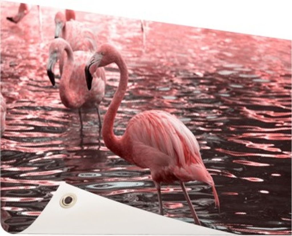 Gartenposter - 60x40 cm - Rosa Flamingos im Wasser mit Reflexion - Modernes Wandbilder