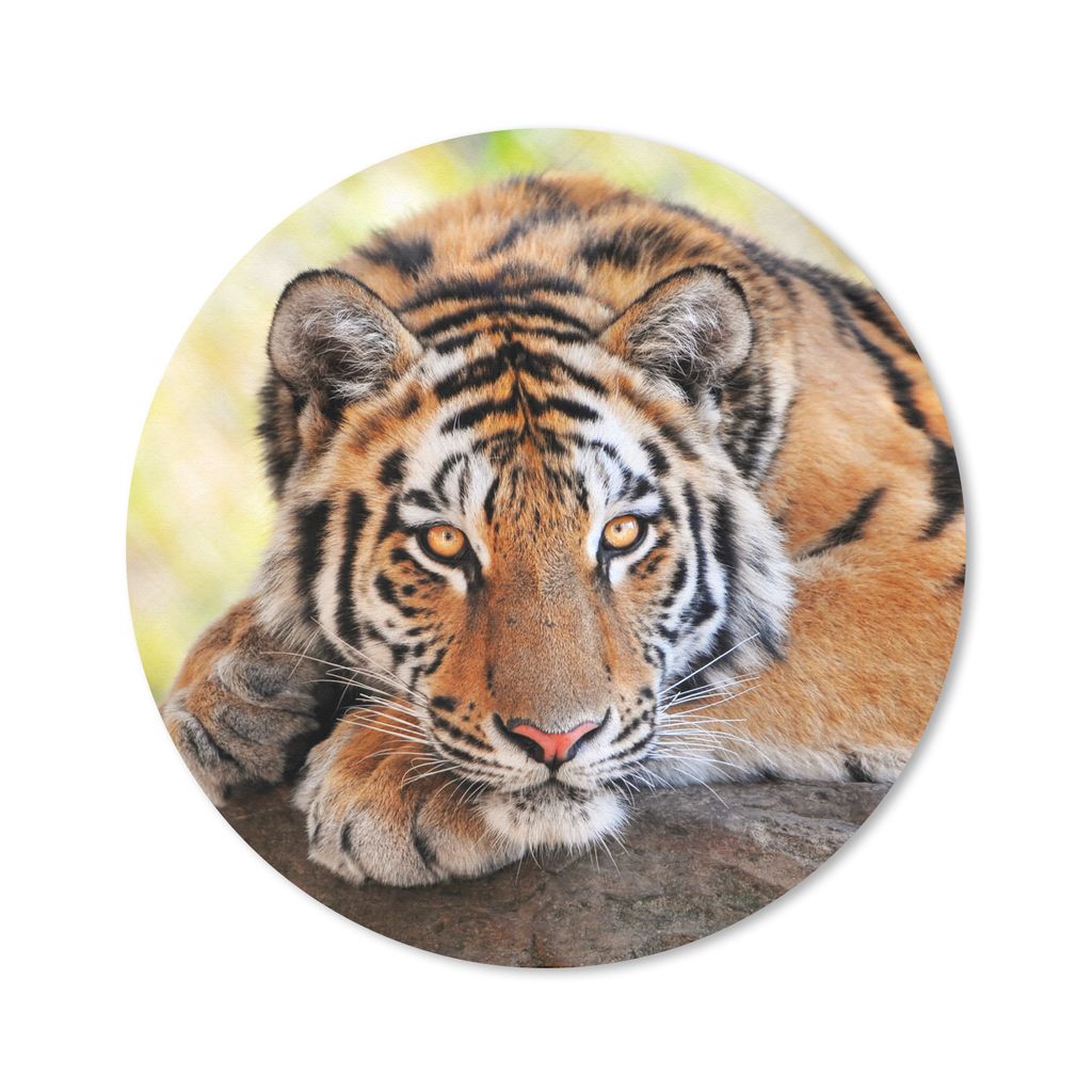 MuchoWow Mauspad Mousepad Tiger - Welpe - Rüssel 50x50 cm - Mousepads - Maus Mat - Pad - Mausunterlage - Vinyl