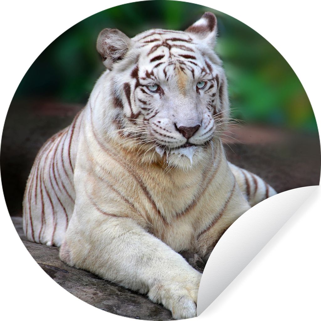 MuchoWow Runde Wandtattoo - Wandsticker Tapete Aufkleber Weißer Tiger - Baumstamm - Wald Ø 100 cm Selbstklebend und Repositionierbar - Wandaufk...