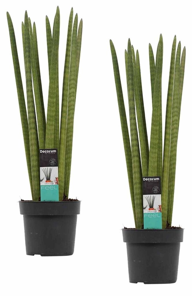 2 pièces Sansevieria Cylindrica Straight env. 40 cm Langue Image du produit 