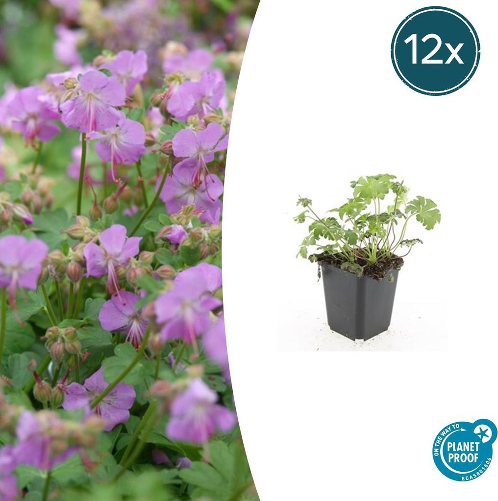 Geranium cantabrigiense 'Cambridge' | 12 Stücke - 10-25cm - Ø9cm - Gartenpflanze