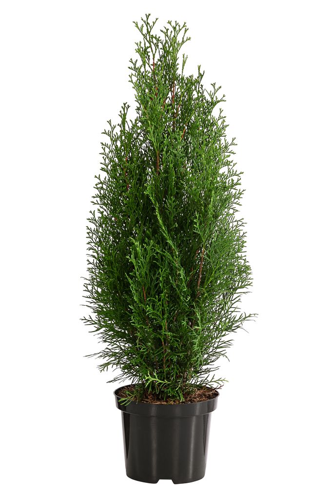 Dehner Thuja Smaragd, für 1 Meter Hecke, ca. 60-70 cm, 4 x 3 l Topf, Heckenpflanze
