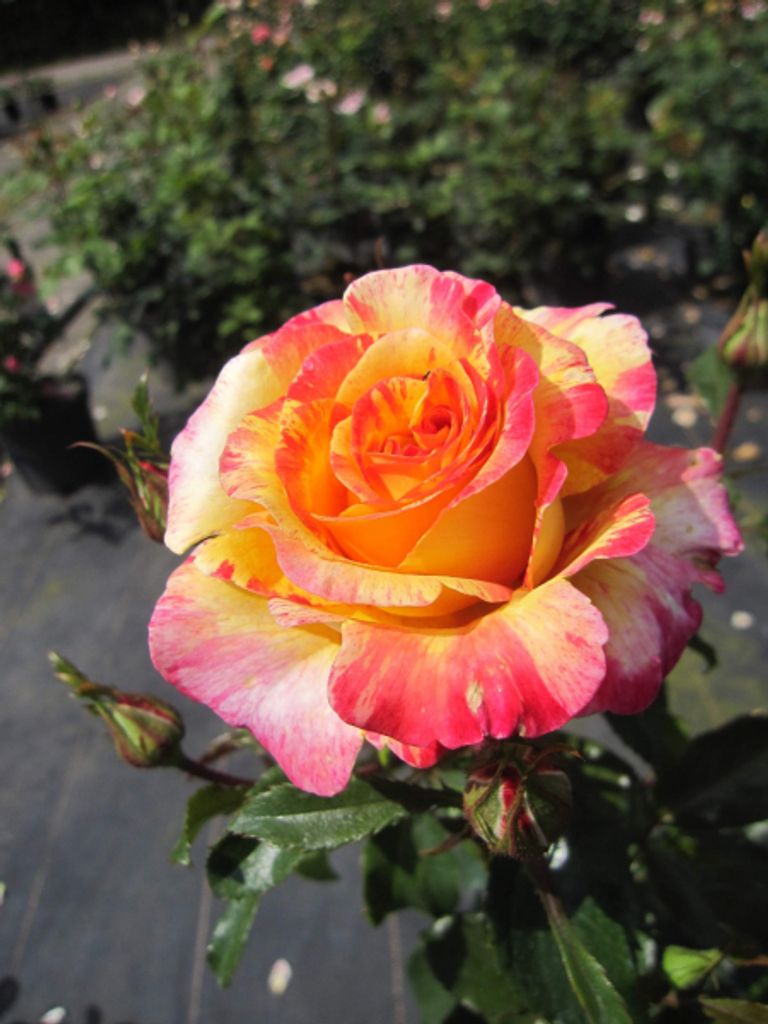 Rosa Camille Pissarro - Strauchrose - Malerrose - Floribunda - Delbard Rose