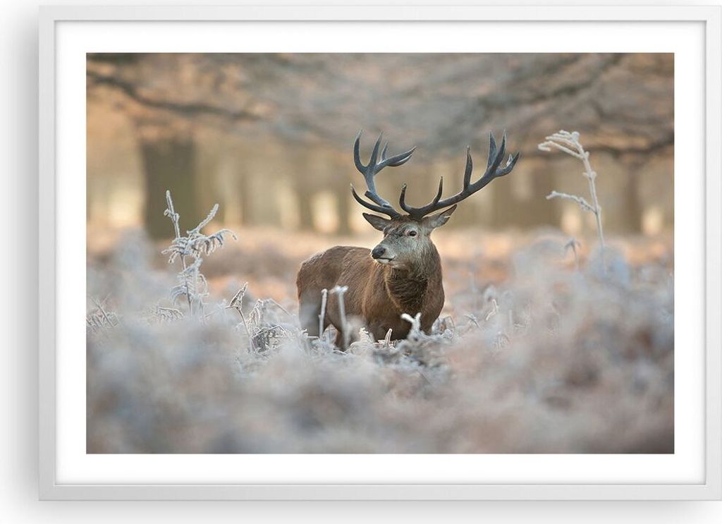 Gerahmtes Poster - Weißer Rahmen - Hirsch Wald Natur - 70x50 cm - Wand Bild - Wanddeko - Wandbilder - Kunstposter - Wandposter - Bilderrahmen - Bi...