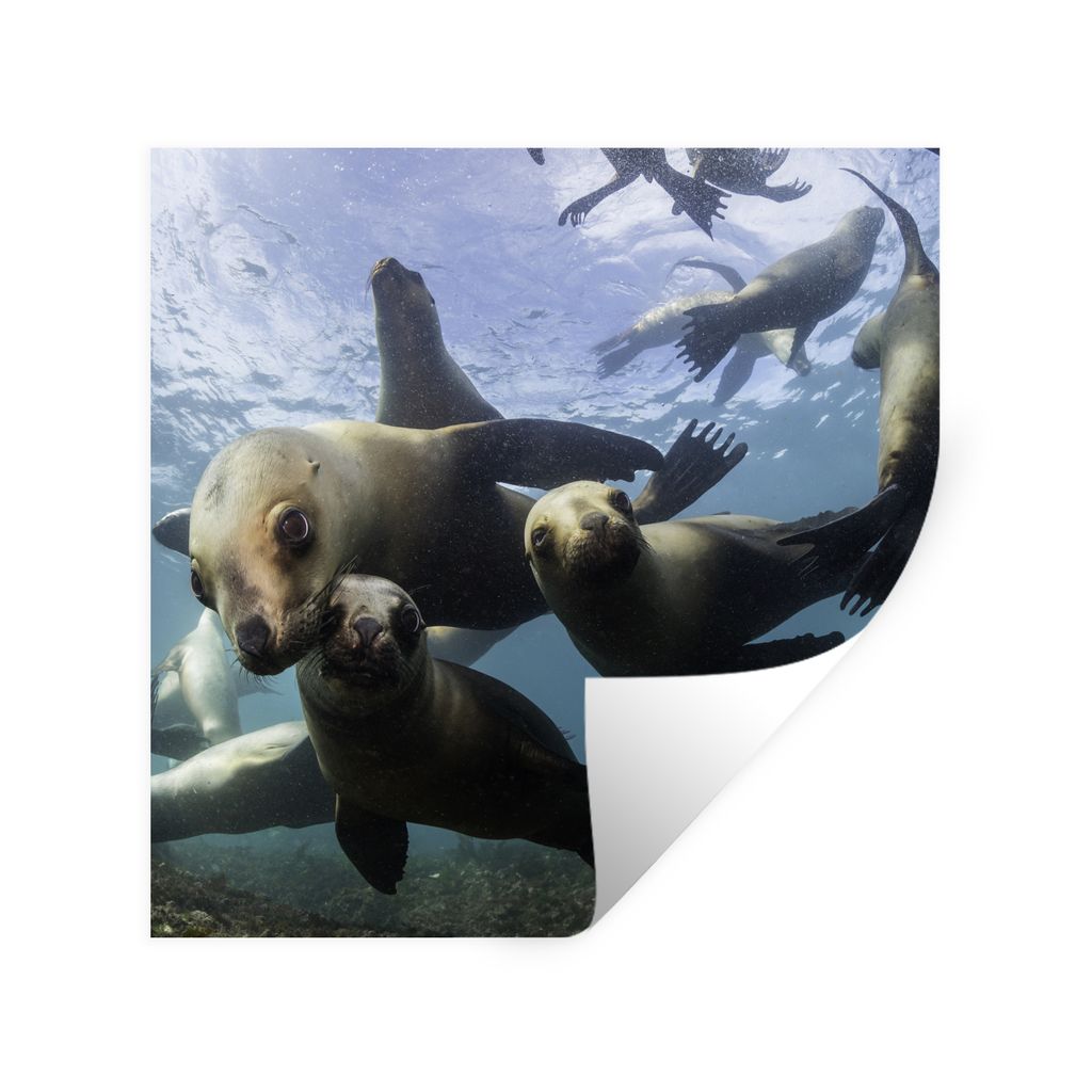MuchoWow Wandtattoo Wandsticker Wandaufkleber Seelöwe - Wasser - Kamera 30x30 cm Selbstklebend und Repositionierbar - Repositionierbar - Wasser ...