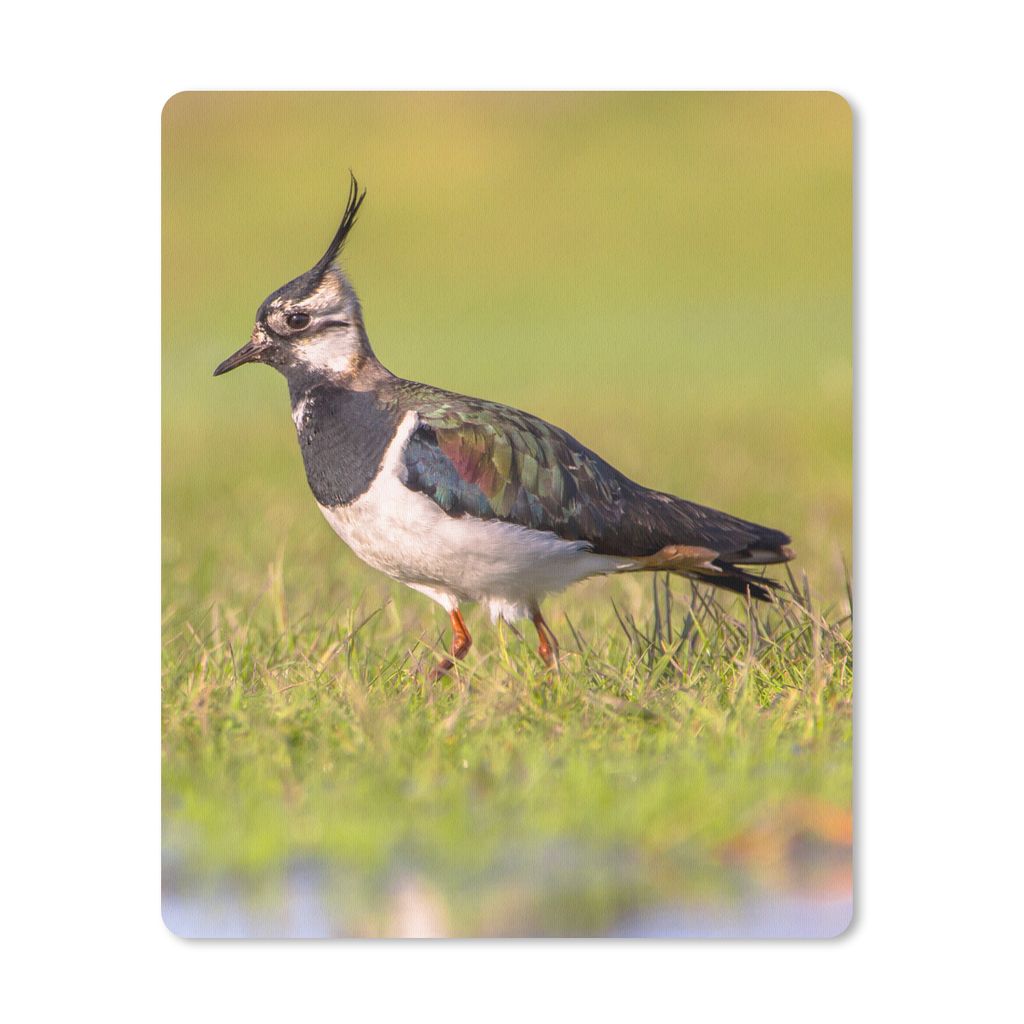 MuchoWow Mauspad Mousepad Vogel - Gras - Natur - Tiere - Kiebitz 19x23 cm - Mousepads - Maus Mat - Pad - Mausunterlage - Mauspads - Spielen