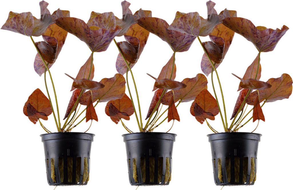 Aquarium Pflanze 3 Stück Nymphaea Lotus Tigerlotus Wasserpflanzen Nr.019 Set
