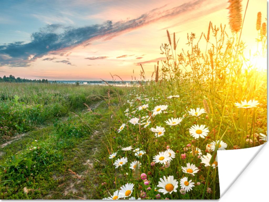 MuchoWow Poster Blumen - Gänseblümchen - Natur - Sonne - Horizont 40x30 cm - Plakate für die Wände - Poster Wohnzimmer
